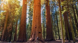 Escape to Nature: California's Top 15 RV Camping Destinations