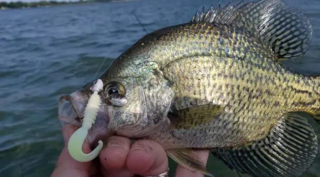 How Deep Should You Fish For Crappie?